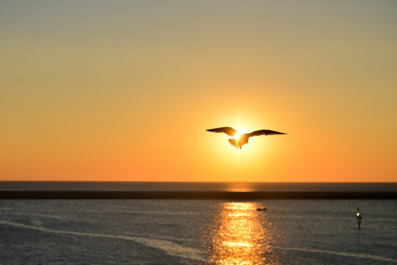 Un’aquila nel cielo